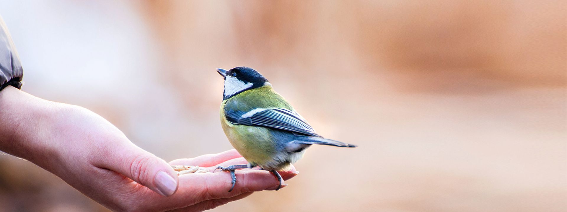 Quelle: Kuziki/istockphoto Eine Meise sitzt auf einer Hand
