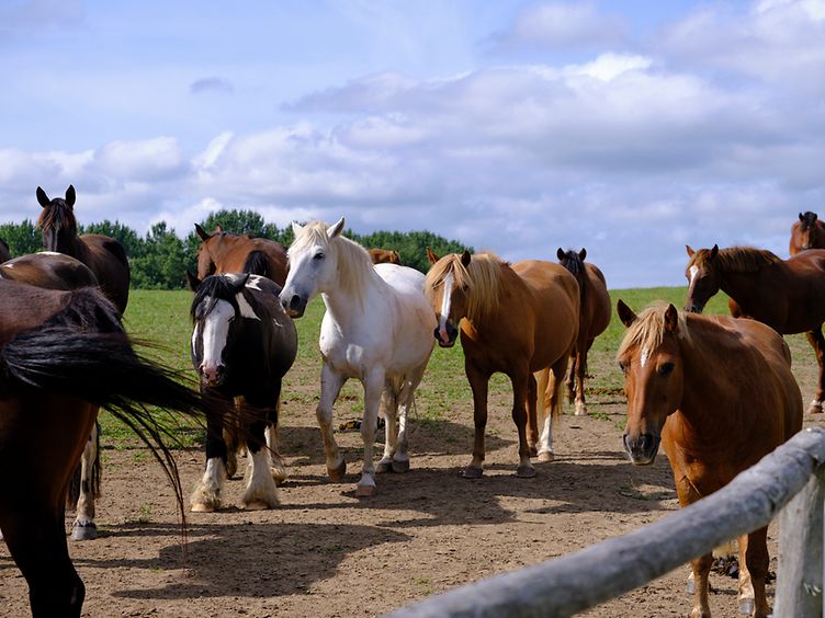 Trakehner auf der Weide