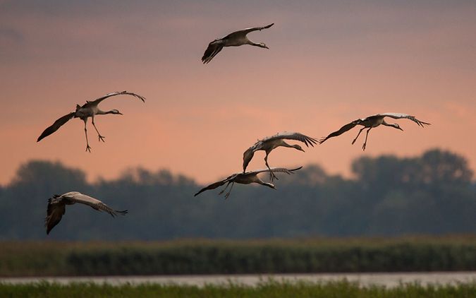 Kraniche im Landeanflug