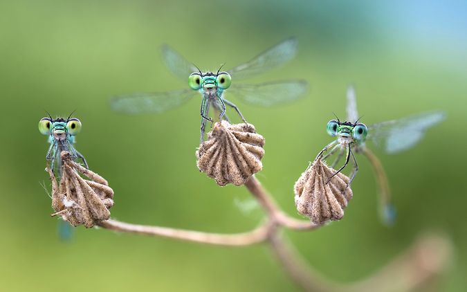 Drei Kleinlibellen sitzen auf einer Pflanze und blicken Richtung Kamera.