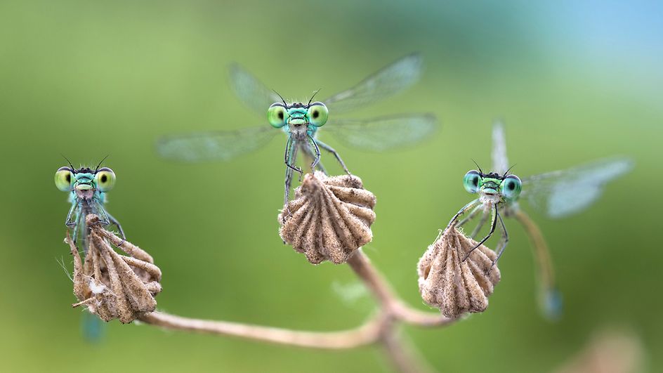 Drei Kleinlibellen sitzen auf einer Pflanze und blicken Richtung Kamera.