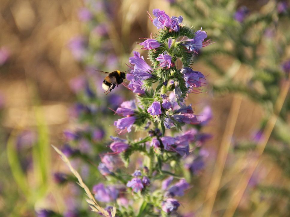 Eine Hummel im Anflug auf eine Wildblume