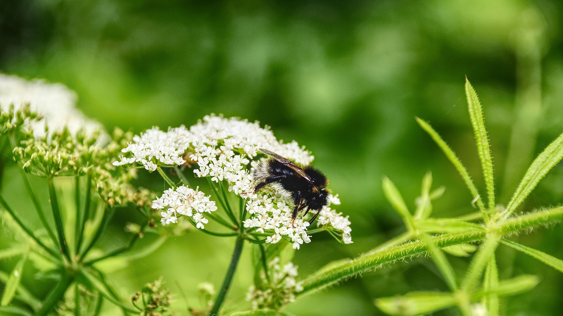 Eine Wildbiene sitzt auf einer weißen Blüte