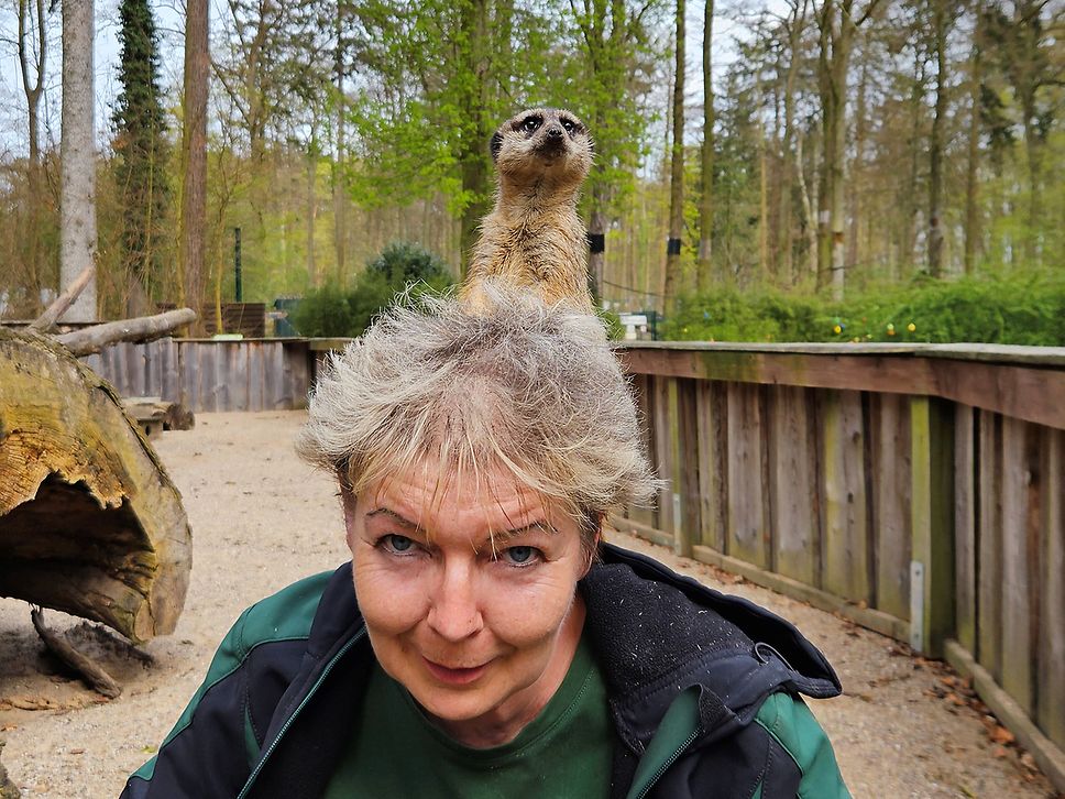 Erdmännchen sitzt auf der Schulter einer Pflegerin im Tierpark Wolgast