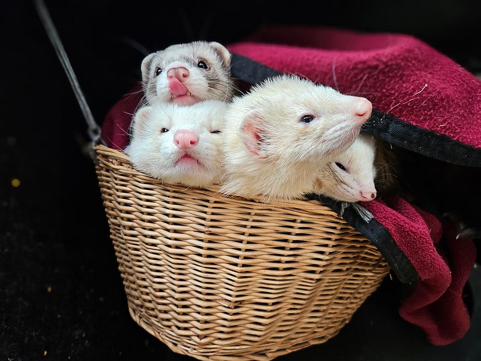 Vier helle Zwergotter schauen aus einem Korb heraus im Wolgaster Tierpark