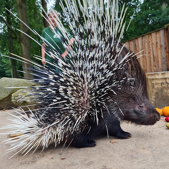 Ein Stachelschwein im Wolgaster Tierpark