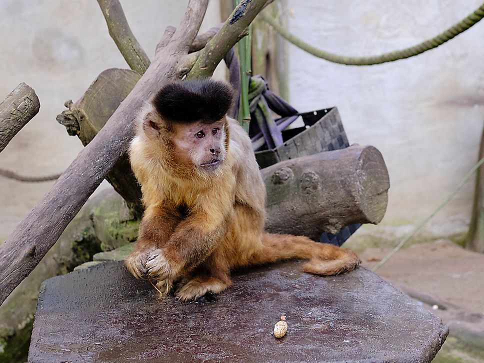 Kapuzineraffe sitzt auf Plattform im Gehege des Wolgaster Tierpark