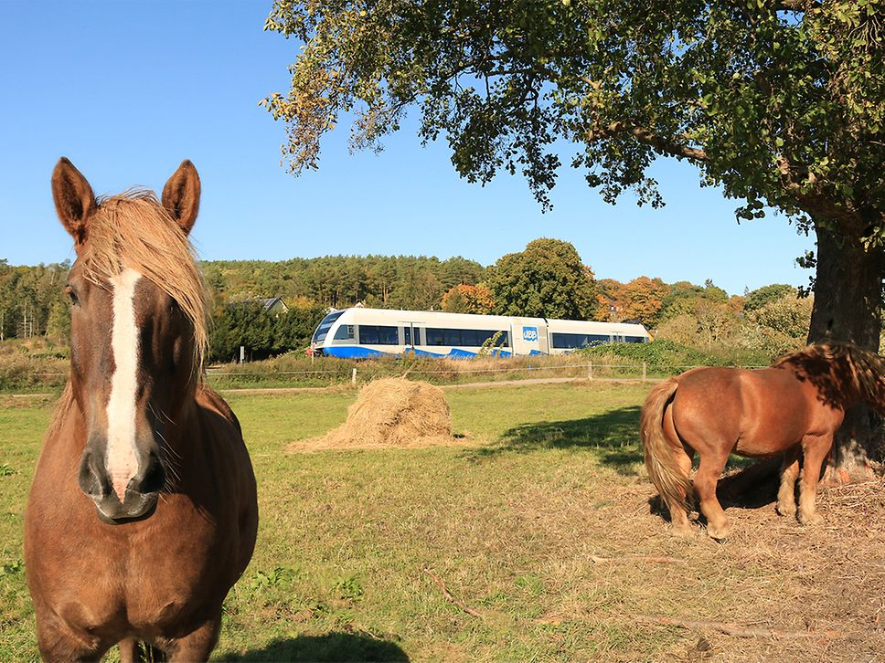 Eine blau-weiße Bahn der UBB fährt am Wald entlang, im Vordergrund zwei kräftige Pferde auf einer Wiese 