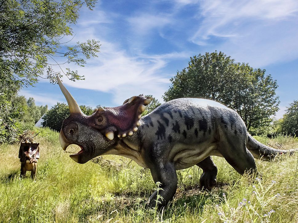 Ein kleiner und ein großer Triceratops mit dem markanten Horn und Nackenschild im Dino-Park auf Usedom