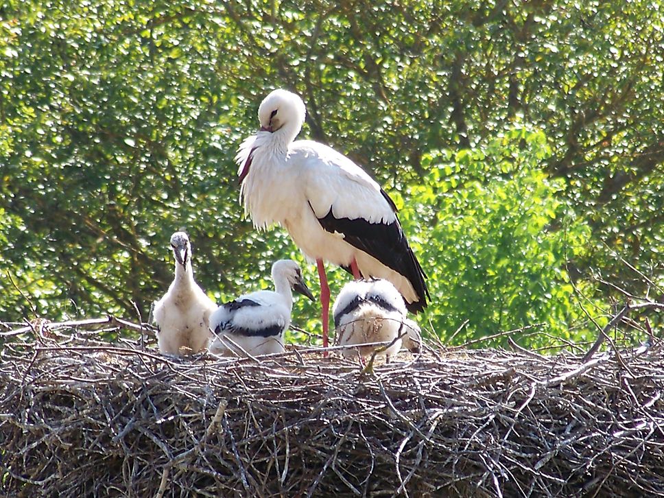 Ein weißer Storch mit drei Küken im Nest