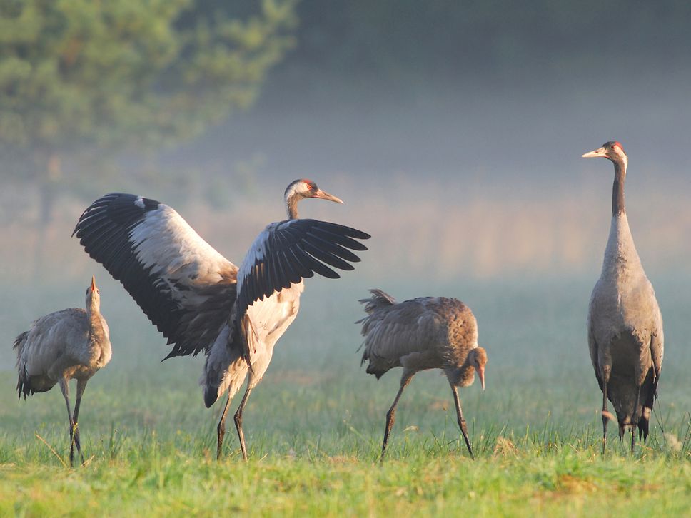 Vier Kraniche auf einer Wiese im Nebel