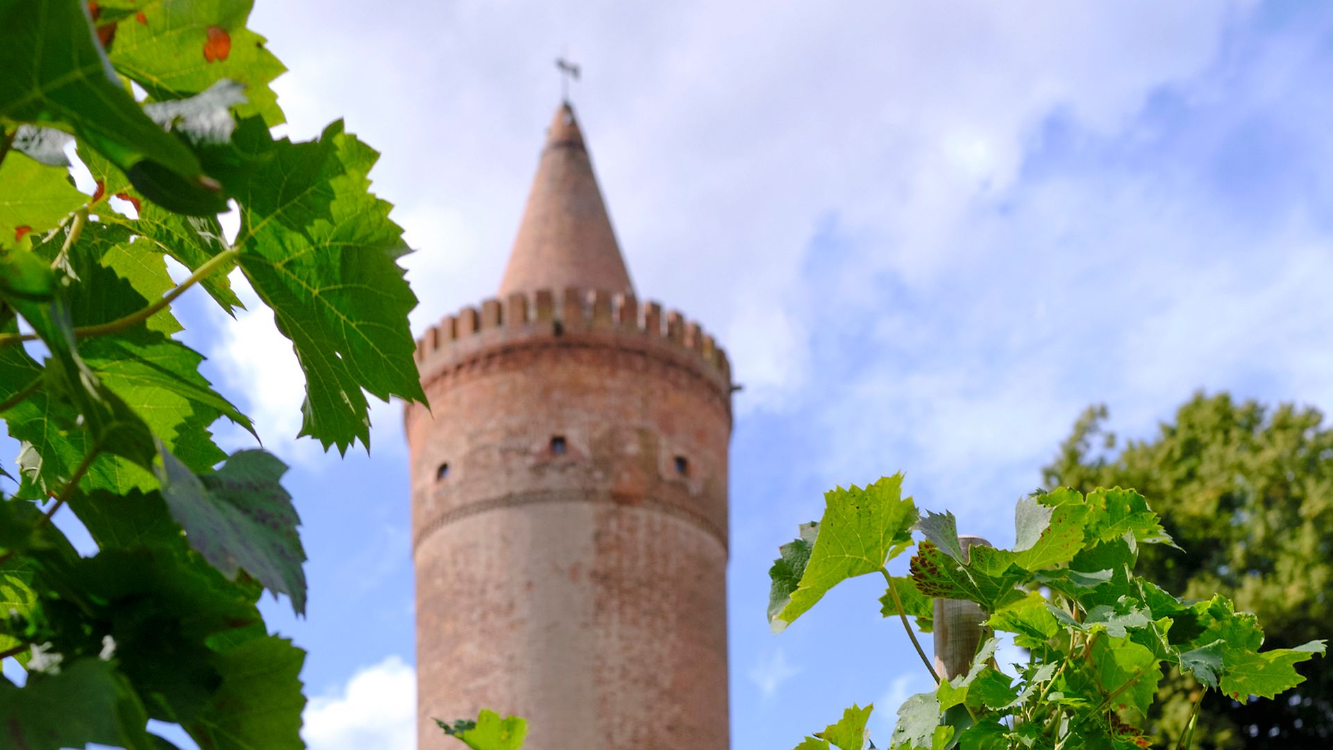 Blick auf Weinreben, im Hintergrund der Bergfried von Burg Stargard