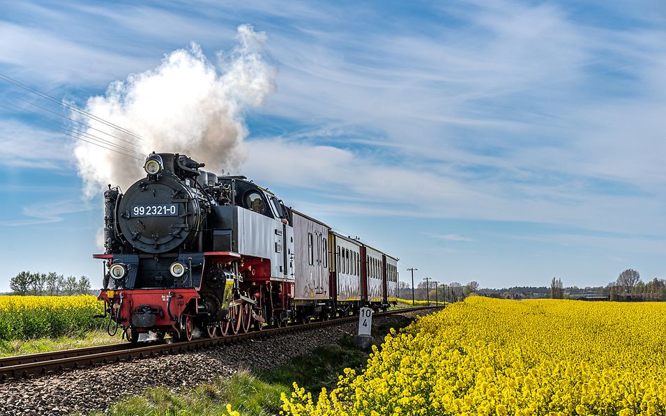 Die Dampflok "Molli" fährt durch ein Rapsfeld