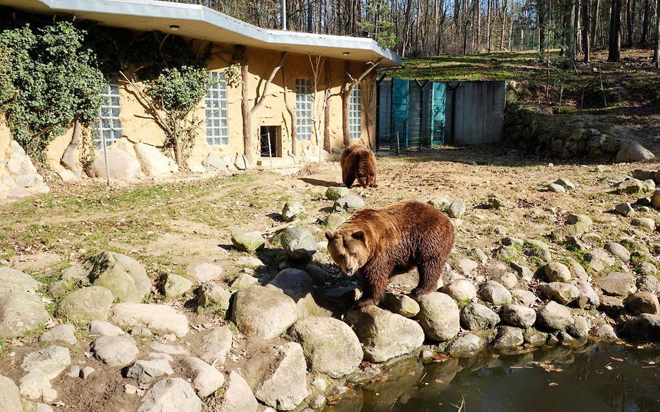 Zwei Braunbären in ihrem Gehege im Wildpark-MV in Güstrow