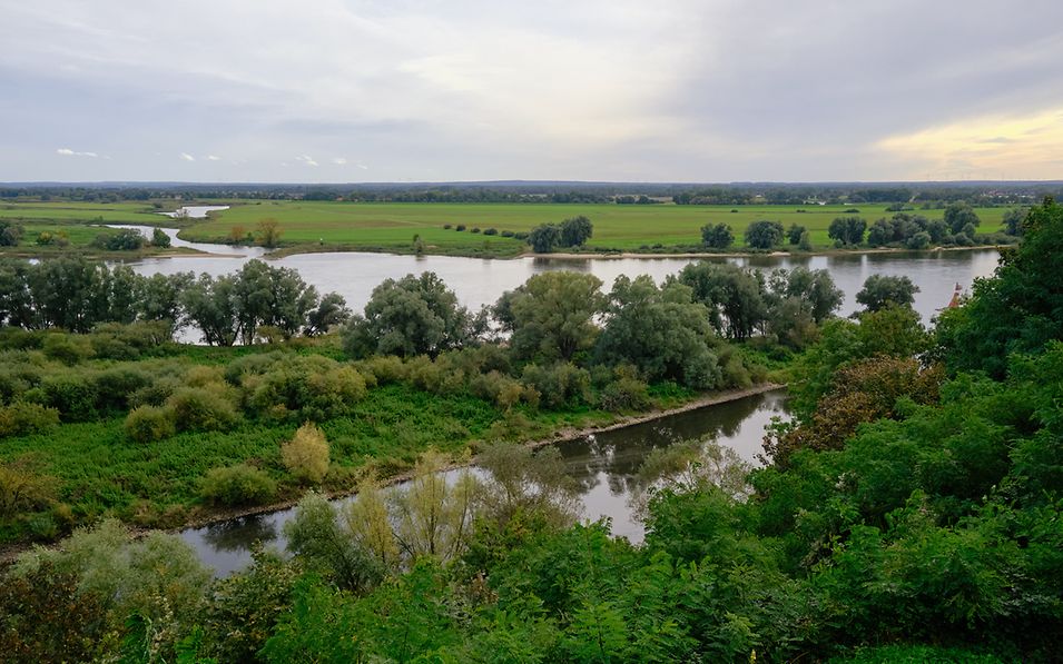 Die Elblandschaft bei Boizenburg (Elbe) mit viel Grün und weitem Himmel 