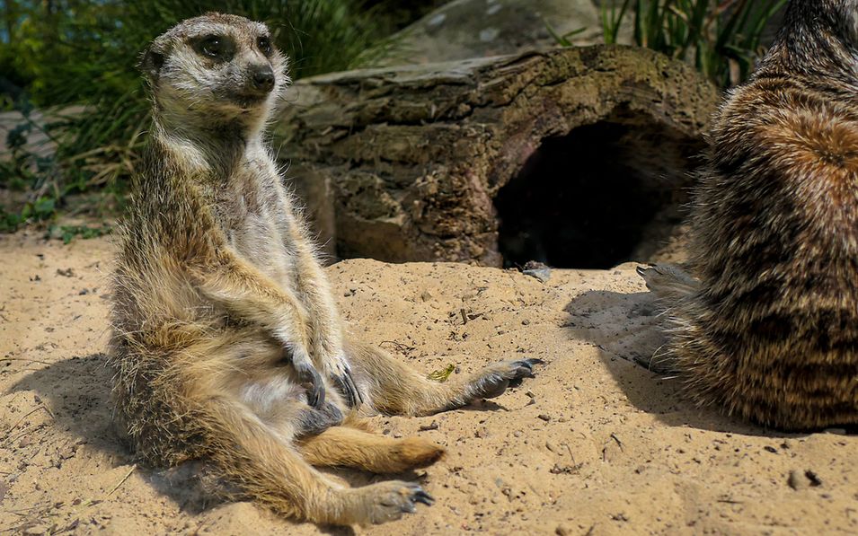 Ein putziges Erdmännchen sitzt im Sand vor seiner Höhle im Zoo Rostock