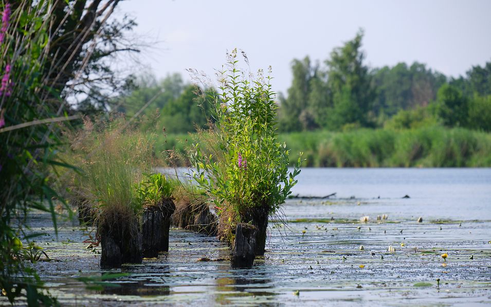 Flussansicht mit Seerosen und bewachsenen hölzernen Dalben im Naturpark Flusslandschaft Peenetal bei Anklam