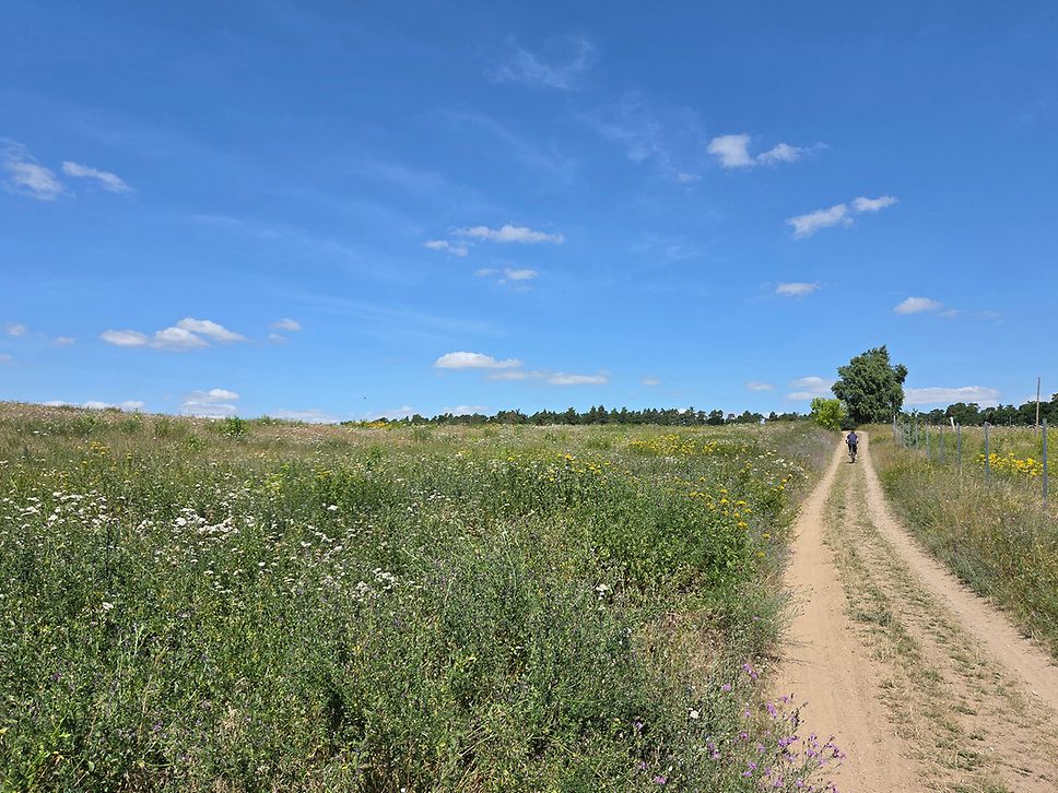 Sandiger Radweg durch Blumenwiesen zwischen Kratzeburg und Ankershagen 