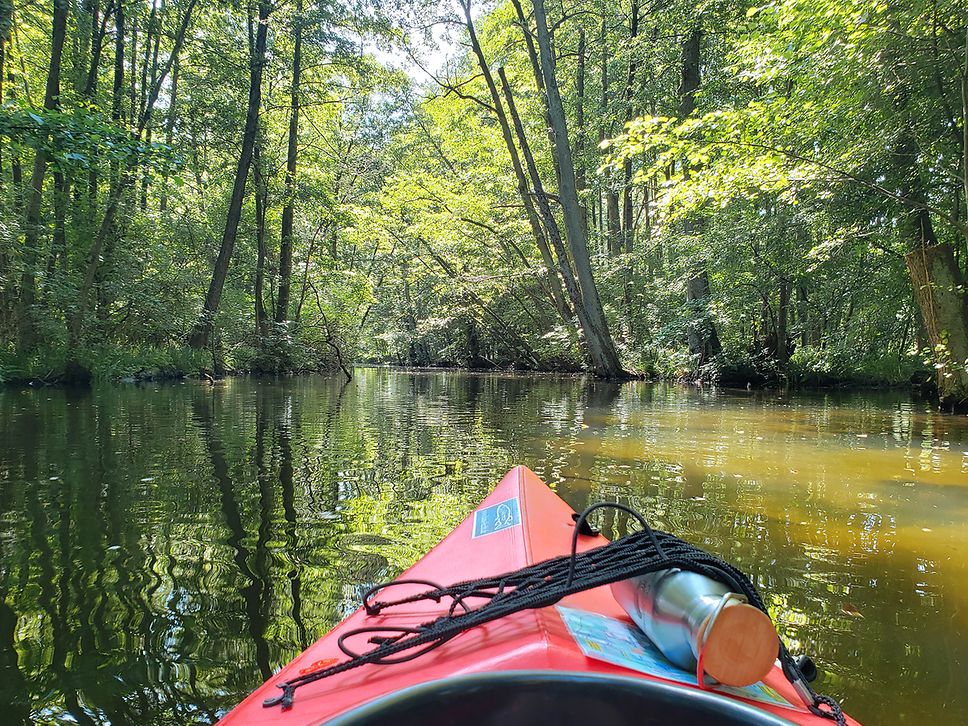 Blick aus dem Kanu auf die dicht bewachsenen Ufer der Havel