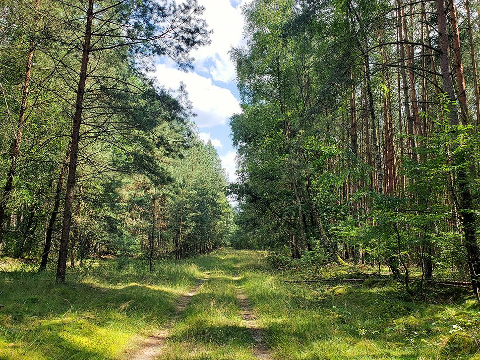 Ein Weg führt durch den Wald am Käbelicksee und Granziner See 