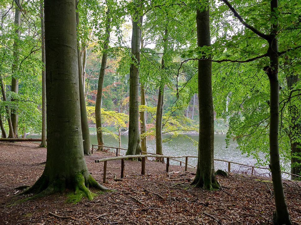 Blick zwischen Buchenstämmen hindurch auf einen Waldsee, von herbstlich gefärbten Bäumen gesäumt, ein Holzgeländer am Uferweg.