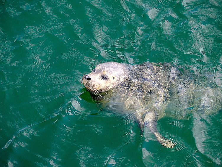 Eine Robbe im Wasser in der Robbenstation Warnemünde