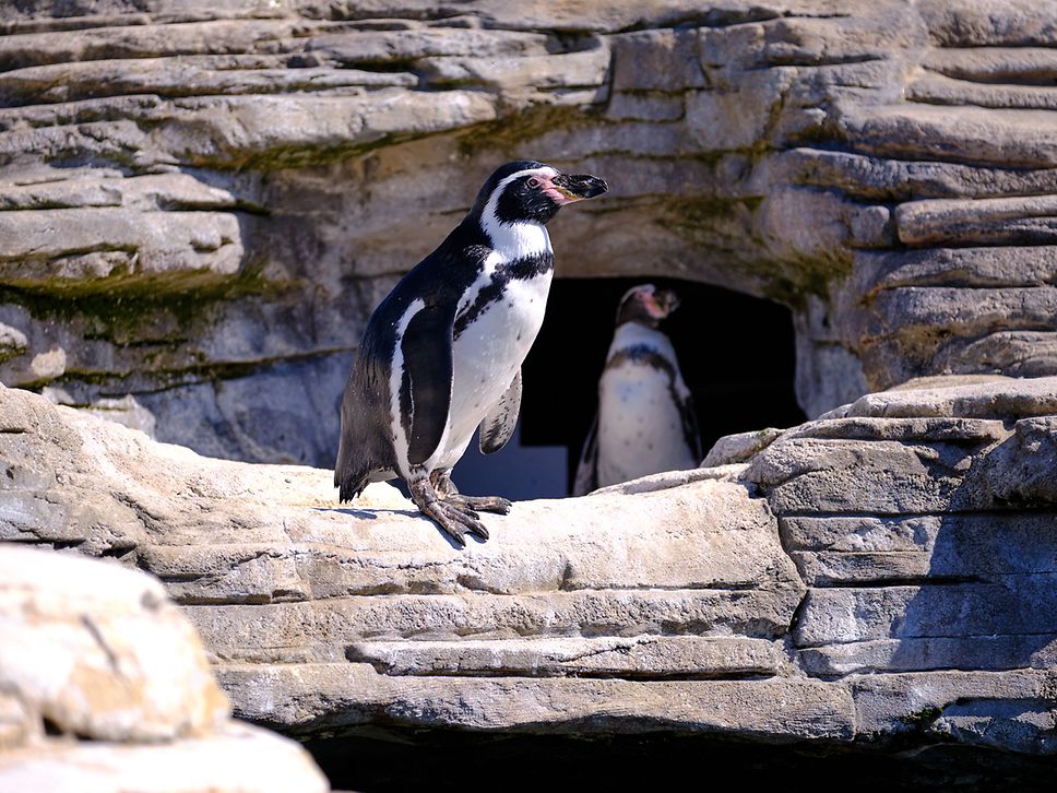 Humboldt-Pinguine auf dem Museumsdach