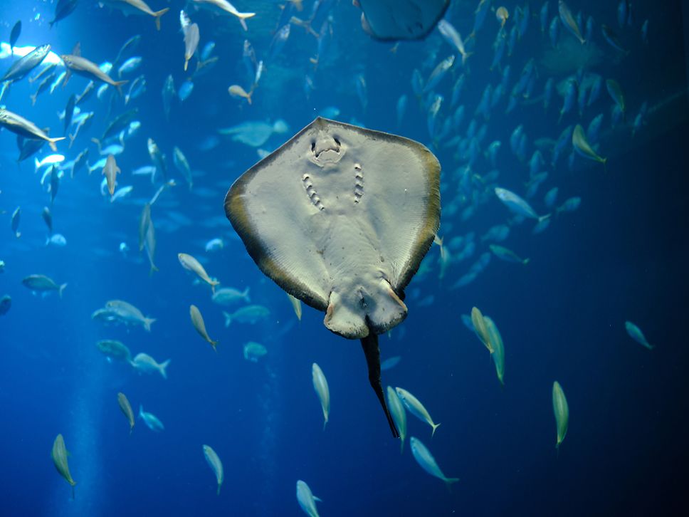 Faszinierende Unterwasserwelt im OZEANEUM