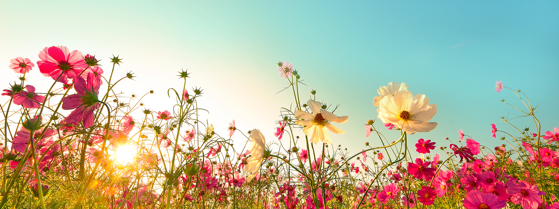 Quelle: shutterstock/uck luckyfarm shutterstock_797194879 klein